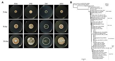 Aspergillus sydowii: Genome Analysis and Characterization of Two Heterologous Expressed, Non-redundant Xylanases